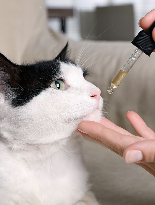 cat getting drops in nose from eye dropper